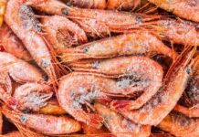 Ekspor Udang ke AS Tetap Jalan, Pemerintah Siapkan MoU Sertifikasi dengan FDA