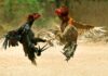 Judi Sabung Ayam dan Cingkoko Marak di Km 15 Tanjungpinang Timur