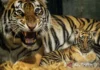 Anak Harimau Benggala di Bandung Zoo Mati, BBKSDA Lakukan Penelusuran
