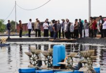 Tinjau Tambak di Kepri, Komisi IX DPR RI Soroti Potensi Udang Vaname untuk Dorong Investasi dan Serapan Tenaga Kerja