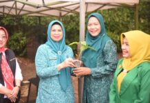 Pemprov Kepri Salurkan 40 Ribu Bibit Cabai, Dorong Ketahanan Pangan Rumah Tangga