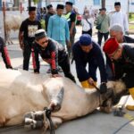 Pemko Batam Salurkan 66 Hewan Kurban, Distribusi hingga ke Wilayah Hinterland