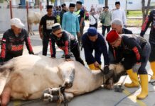 Pemko Batam Salurkan 66 Hewan Kurban, Distribusi hingga ke Wilayah Hinterland
