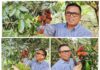 Pulasan di Pekarangan: Ketika Buah Langka Menghidupkan Kembali Memori yang Hilang