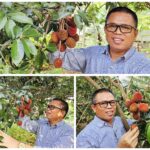 Pulasan di Pekarangan: Ketika Buah Langka Menghidupkan Kembali Memori yang Hilang