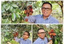 Pulasan di Pekarangan: Ketika Buah Langka Menghidupkan Kembali Memori yang Hilang