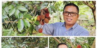 Pulasan di Pekarangan: Ketika Buah Langka Menghidupkan Kembali Memori yang Hilang
