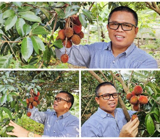 Pulasan di Pekarangan: Ketika Buah Langka Menghidupkan Kembali Memori yang Hilang