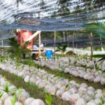 Melihat Pengembangan Bibit Kelapa Varietas Unggul Lokal di Natuna