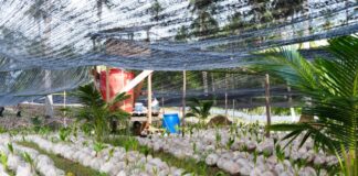 Melihat Pengembangan Bibit Kelapa Varietas Unggul Lokal di Natuna
