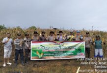 Polsek Nongsa Bersama Kelompok Tani Gelar Panen Raya Jagung Pipil di Lahan Ketahanan Pangan Polda Kepri