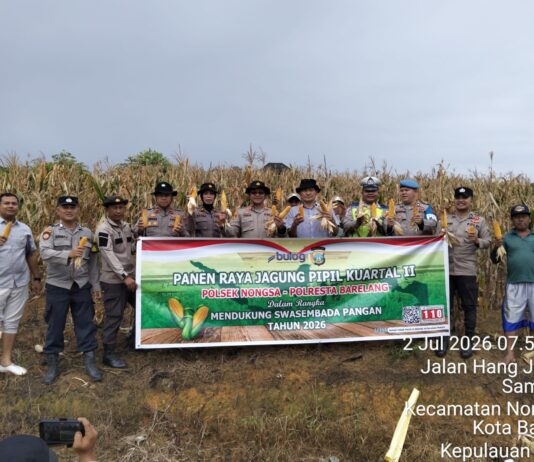 Polsek Nongsa Bersama Kelompok Tani Gelar Panen Raya Jagung Pipil di Lahan Ketahanan Pangan Polda Kepri