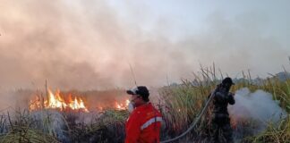 Kebakaran 673 Hektare di TN Way Kambas Padam, Gajah Sumatra Dipastikan Aman