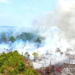 Menhut Andalkan Operasi Darat Tangani Karhutla Gambut di Kalimantan Barat