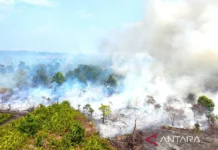 Menhut Andalkan Operasi Darat Tangani Karhutla Gambut di Kalimantan Barat